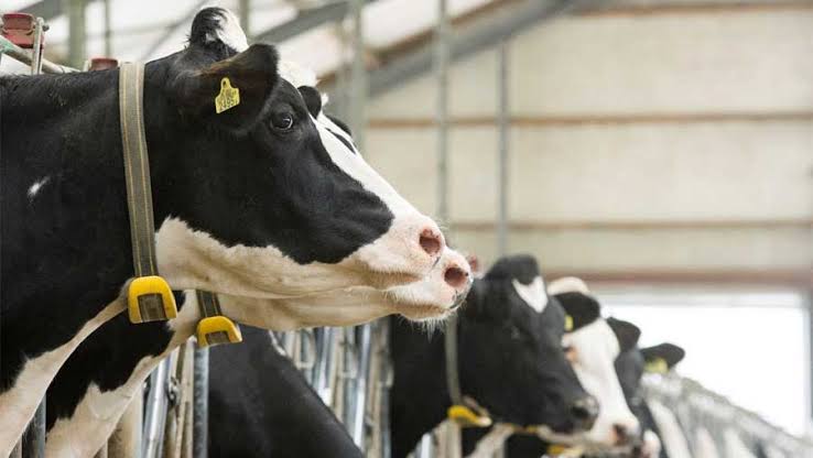 WhatsApp Image 2025-05-10 at 8.46.07 AM.jpeg